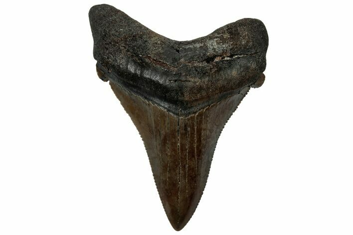 Serrated Angustidens Tooth - Megalodon Ancestor #313753